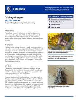 Cabbage Looper Pest Fact Sheet 11 Dr