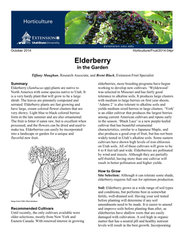 Elderberry in the Garden