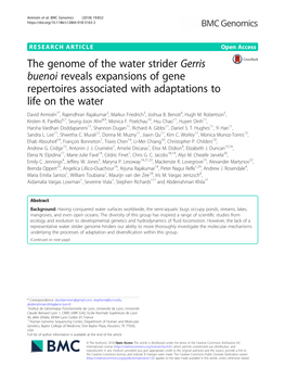 The Genome of the Water Strider Gerris Buenoi