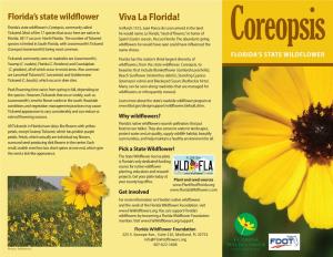 Coreopsis, Commonly Called in March 1513, Juan Ponce De Leon Arrived in the Land Tickseed