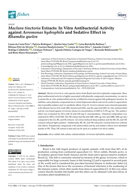 Maclura Tinctoria Extracts: in Vitro Antibacterial Activity Against Aeromonas Hydrophila and Sedative Effect in Rhamdia Quelen