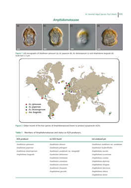 Harmful Algal Species Fact Sheet: Amphidomataceae