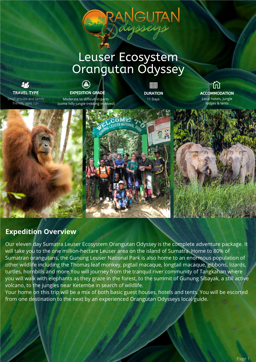Priced Leuser Ecosystem Orangutan Odyssey Tour Brochure