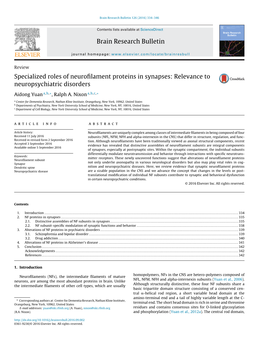 Specialized Roles of Neurofilament Proteins in Synapses