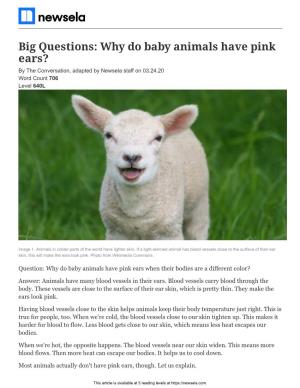 Why Do Baby Animals Have Pink Ears? by the Conversation, Adapted by Newsela Staff on 03.24.20 Word Count 706 Level 640L