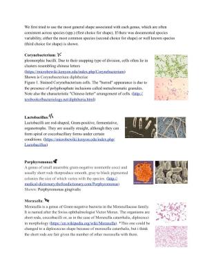 Catalogue of Bacteria Shapes