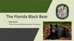 The Florida Black Bear