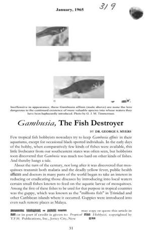 3/ 9 Gambusia, the Fish Destroyer