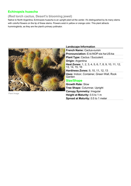 Echinopsis Huascha (Red Torch Cactus, Desert's Blooming Jewel) Size