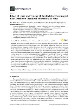 Effect of Dose and Timing of Burdock (Arctium Lappa) Root Intake on Intestinal Microbiota of Mice