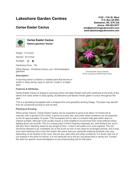 Lakeshore Garden Centres Cerise Easter Cactus