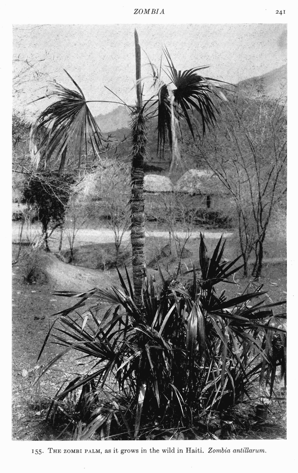 THE ZOMBI PALM, As It Grows in the Wild in Haiti. Zambia Antillatwn. GENTES HERBARUM VOL