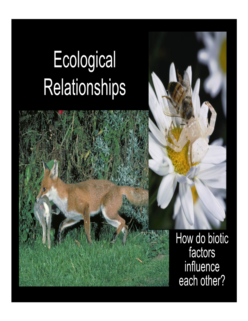 Ecological Relationships