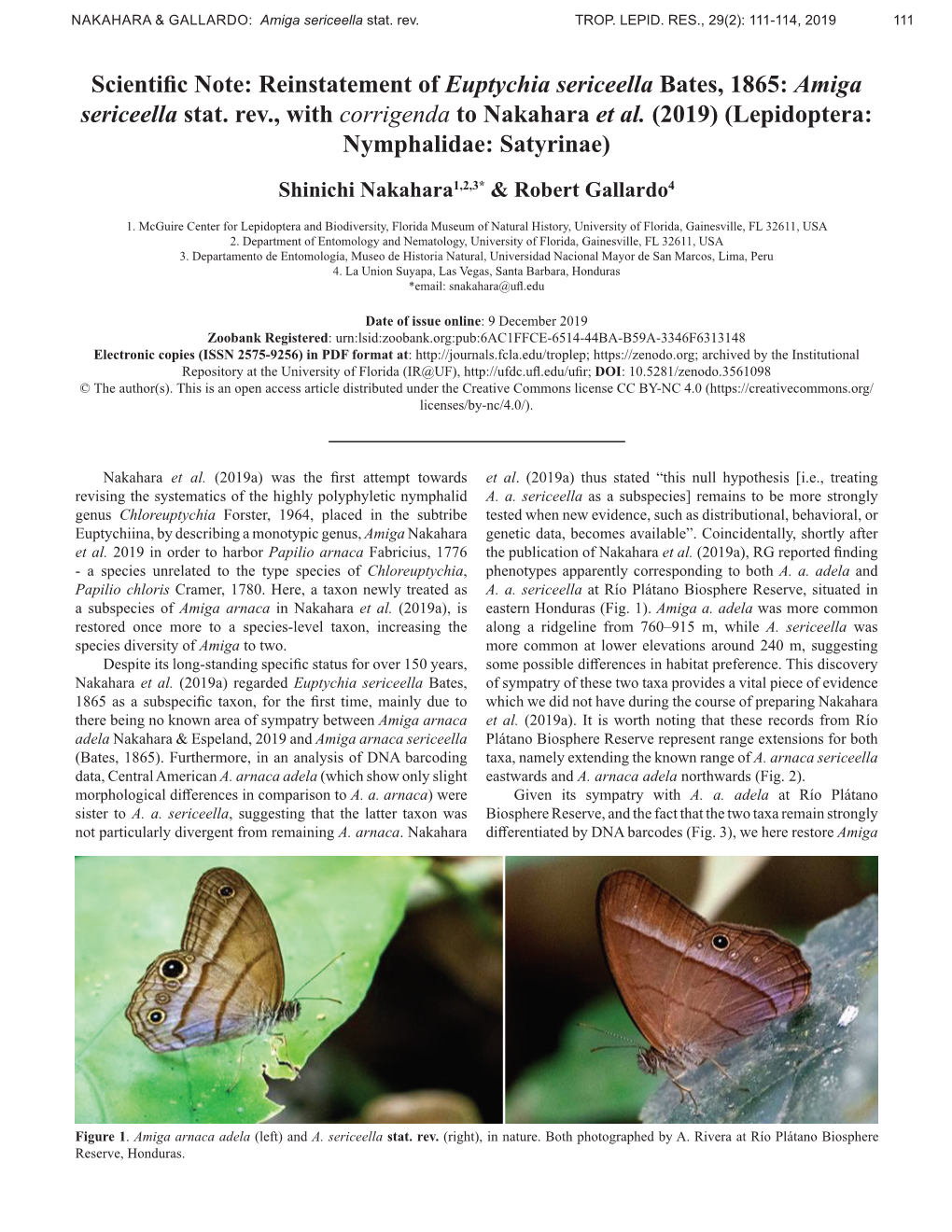 Reinstatement of Euptychia Sericeella Bates, 1865: Amiga Sericeella Stat