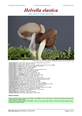 Helvella Elastica