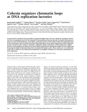 Cohesin Organizes Chromatin Loops at DNA Replication Factories
