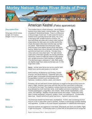American Kestrel (Falco Sparverius)