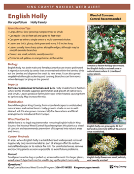 English Holly (Ilex Aquifolium)