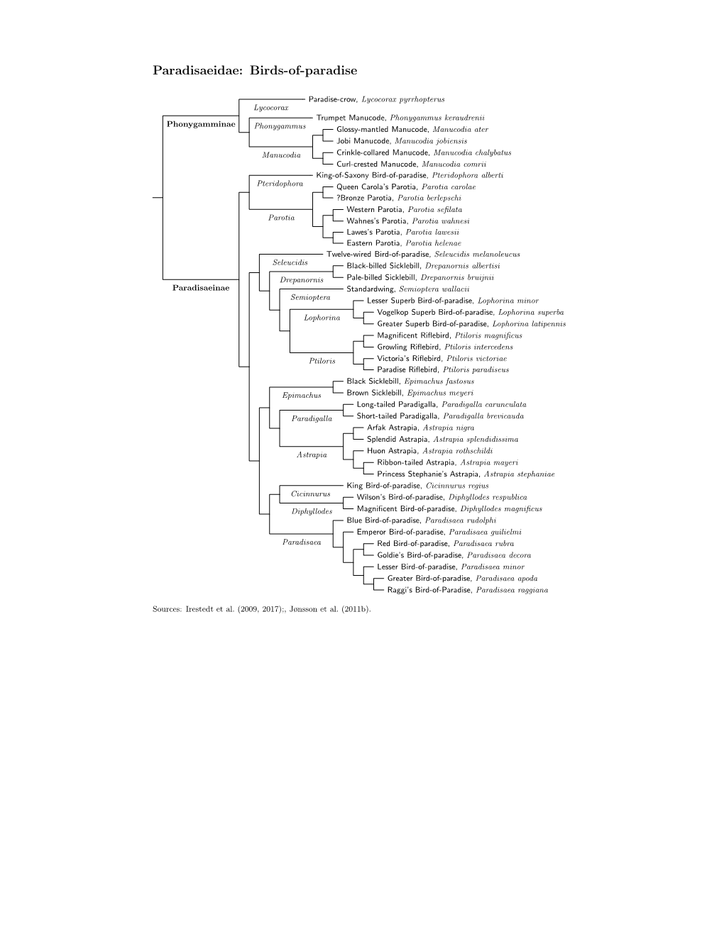 Paradisaeidae Species Tree