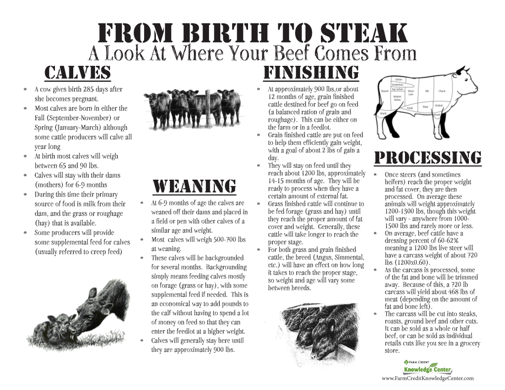 From Birth to Steak a Look at Where Your Beef Comes from Calves Finishing • a Cow Gives Birth 285 Days After • at Approximately 900 Lbs,Or About She Becomes Pregnant