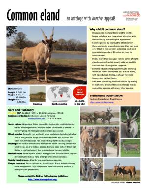 Common Eland ... an Antelope with Massive Appeal! GIRAFFE TAG
