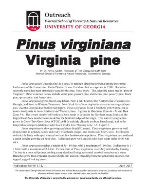 Pinus Virginiana (Virginia Pine) Is a Small to Medium Sized Tree Growing Among the Central Hardwoods of the East-Central United States