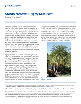Phoenix Roebelenii: Pygmy Date Palm1 Timothy K