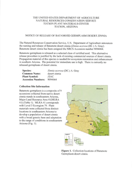 Notice of Release: Batamote Germplasm Desert Zinnia