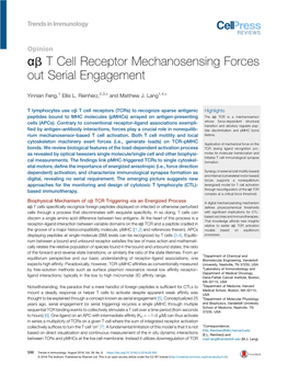 Αβ T Cell Receptor Mechanosensing Forces out Serial Engagement