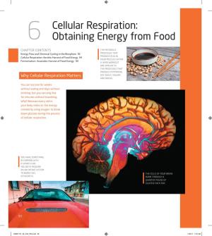 Cellular Respiration: 6 Obtaining Energy from Food