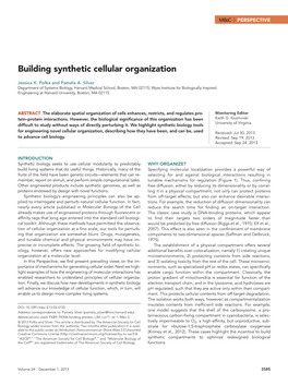Building Synthetic Cellular Organization