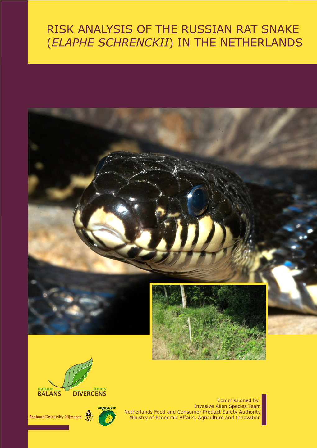 Risk Analysis of the Russian Rat Snake ( ) in the Netherlands Elaphe Schrenckii