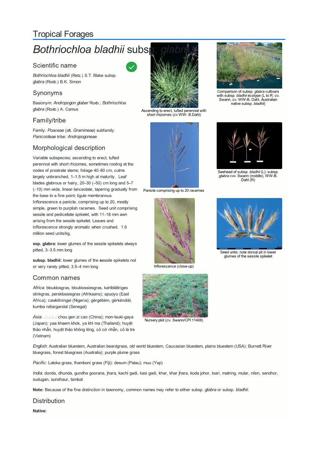 Bothriochloa Bladhii Subsp. Glabra Scientific Name  Bothriochloa Bladhii (Retz.) S.T