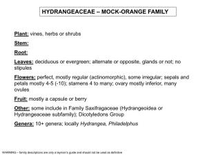 Hydrangeaceae – Mock-Orange Family
