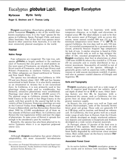 Eucalyptus Gobulus Labill. Bluegum Eucalyptus Myrtaceae Myrtle Family Roger G