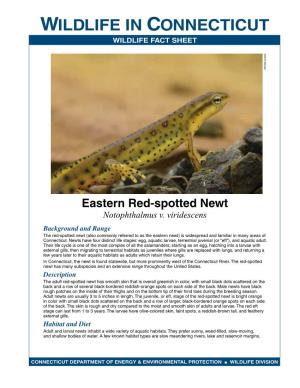 Red-Spotted Newt Fact Sheet