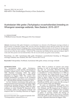 Australasian Little Grebe (Tachybaptus Novaehollandiae) Breeding on Whangarei Sewerage Wetlands, New Zealand, 2015–2017