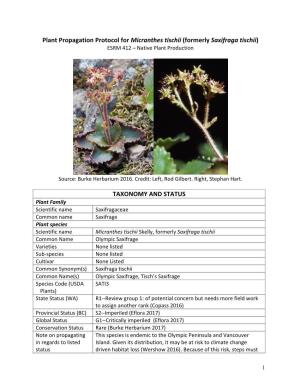 Plant Propagation Protocol for Micranthes Tischii (Formerly Saxifraga Tischii) TAXONOMY and STATUS