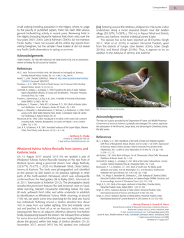 Whiskered Yuhina Yuhina Flavicollis from Jammu And