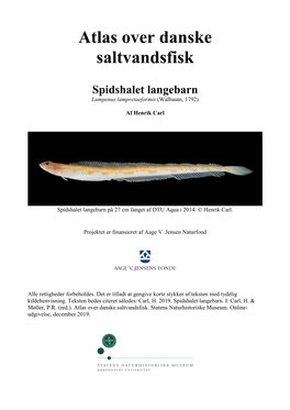 Spidshalet Langebarn, Lumpenus Lampretaeformis