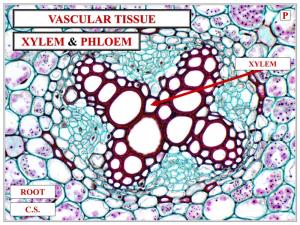 Xylem & Phloem Vascular Tissue