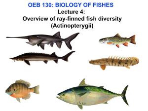 Teleost Fishes (The Teleostei)