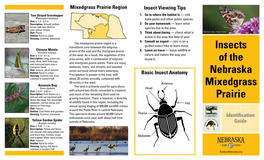 Insects of the Nebraska Mixedgrass Prairie