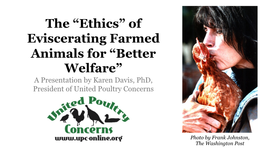 The “Ethics” of Eviscerating Farmed Animals for “Better Welfare” a Presentation by Karen Davis, Phd, President of United Poultry Concerns