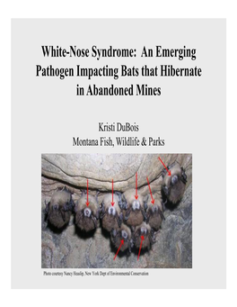 White-Nose Syndrome: an Emerging Pathogen Impacting Bats That Hibernate in Abandoned Mines