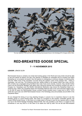 Red-Breasted Goose Special 2015