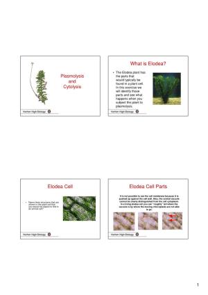 What Is Elodea? Elodea Cell Elodea Cell Parts