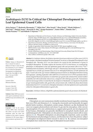 Arabidopsis EGY1 Is Critical for Chloroplast Development in Leaf Epidermal Guard Cells