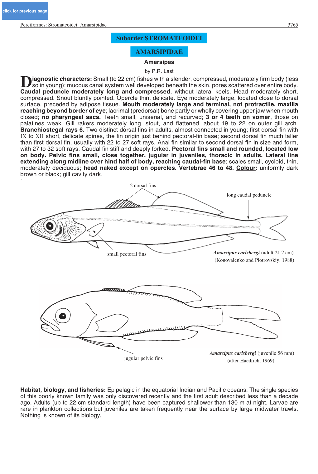 Suborder STROMATEOIDEI AMARSIPIDAE