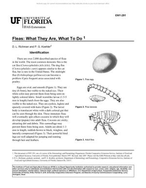 Fleas: What They Are, What to Do 1